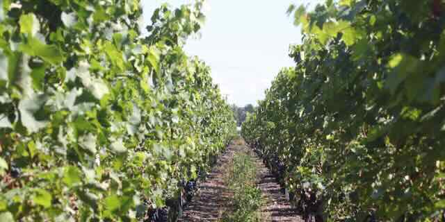 La rive droite: le vignoble du Mandement (Satigny, Russin, Dardagny)