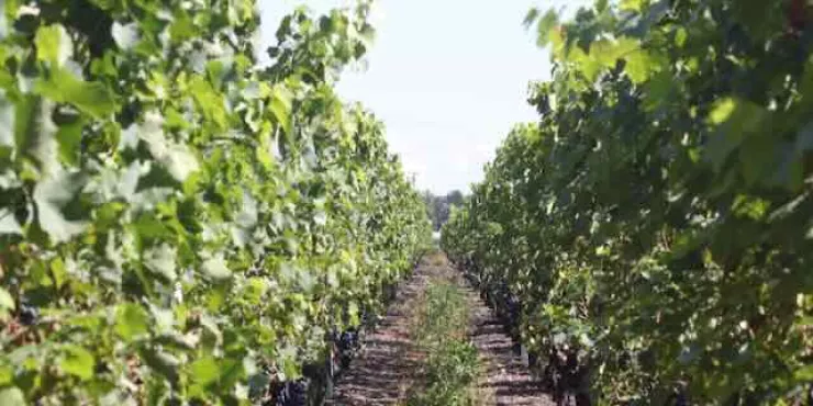 La rive droite: le vignoble du Mandement (Satigny, Russin, Dardagny)