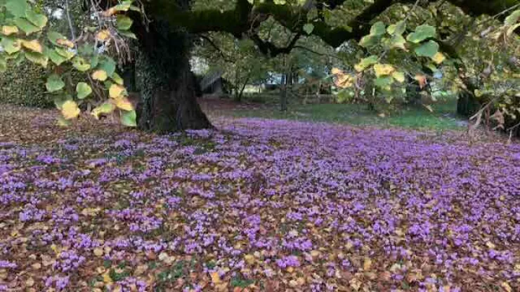 La rive gauche, du lac au Salève (Cologny, Choulex, Jussy, Hermance etc.)